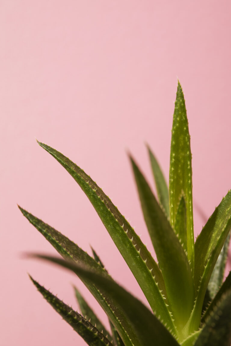 still-life-with-cactus-plant
